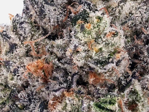 Gros plan trichomes Banana Runtz CBD – détail bud dense et résineuse, qualité californienne – High420.fr