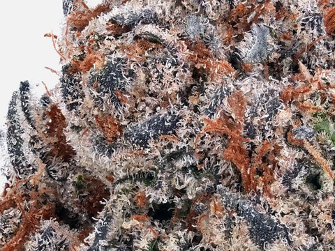 Gros plan trichomes Bubble Gum CBD – couverture cristalline exceptionnelle, teintes violet-noir – High420.fr