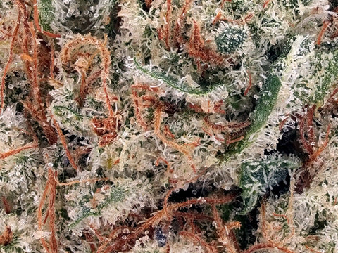 Gros plan trichomes Mango Kush CBD – résine blanche dense, pistils roux, qualité Amsterdam – High420.fr
