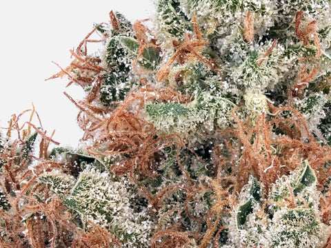 Gros plan trichomes Orangello CBD – pistils roux denses et cristaux blancs exceptionnels – High420.fr